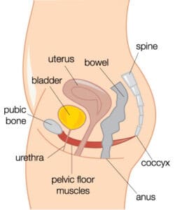 Pelvic floor anatomy